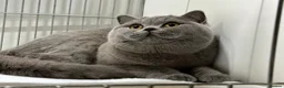 British Shorthair cats for sale: Beautiful Champion Female - Advert 3