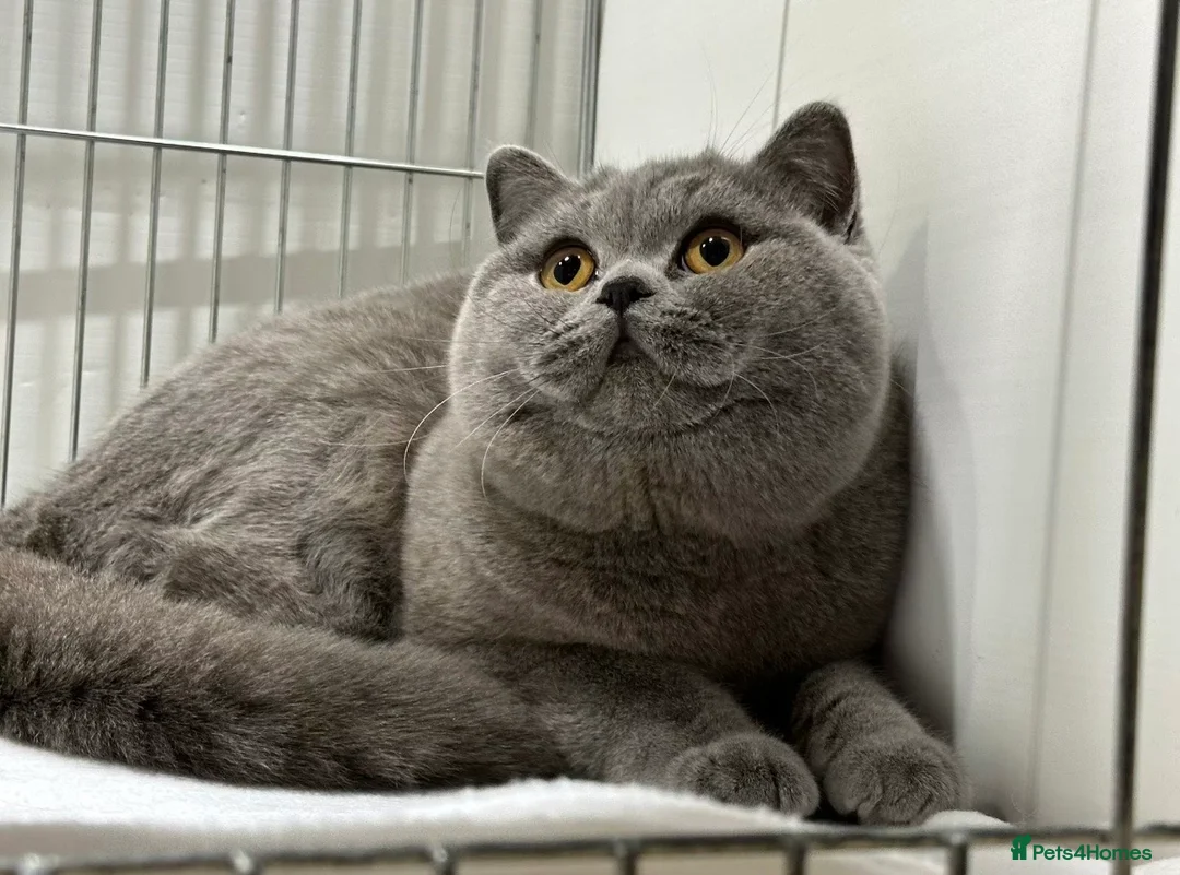 British Shorthair cats for sale: Beautiful Champion Female - Advert 3