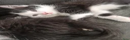 Mixed Breed cats for sale: 5 beautiful kittens - Advert 16