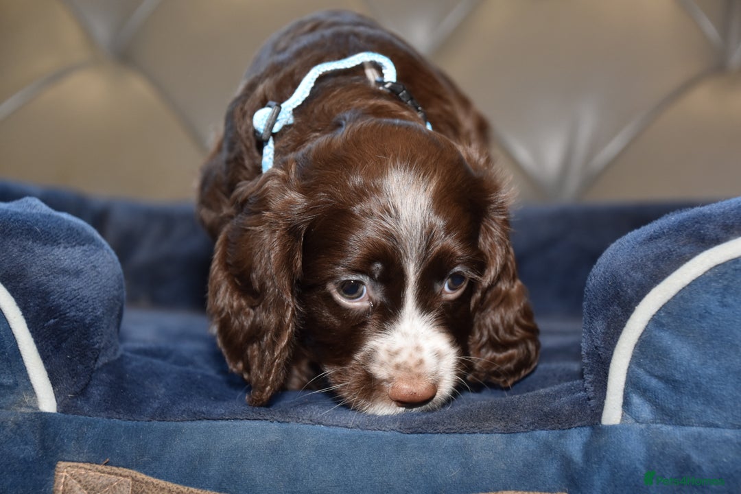 Cocker Spaniel dogs for sale: Kc Reg Health Tested Cocker Spaniel Puppies - Advert 35