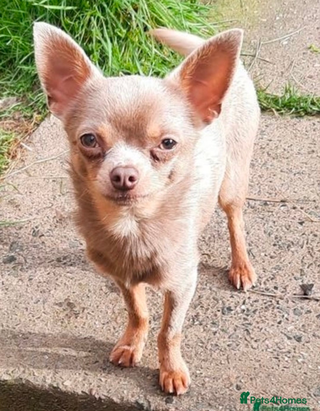 Chihuahua dogs for stud: KC Reg lilac Stunning Stud Boy in Bury Saint Edmunds - Image 2