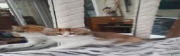 Siberian cats for sale: Gorgeous Siberian Girl - Advert 2
