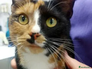 Mixed Breed cats KAITLYN - Advert 1