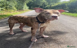 Mixed Breed dogs for sale: 1 year and 10 month old staffy mix male - Image 1