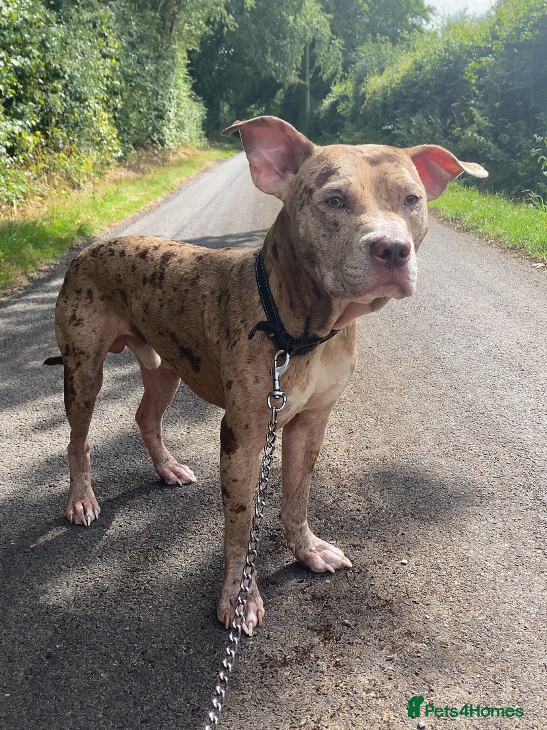 Mixed Breed dogs for sale: 1 year and 10 month old staffy mix male - Image 1