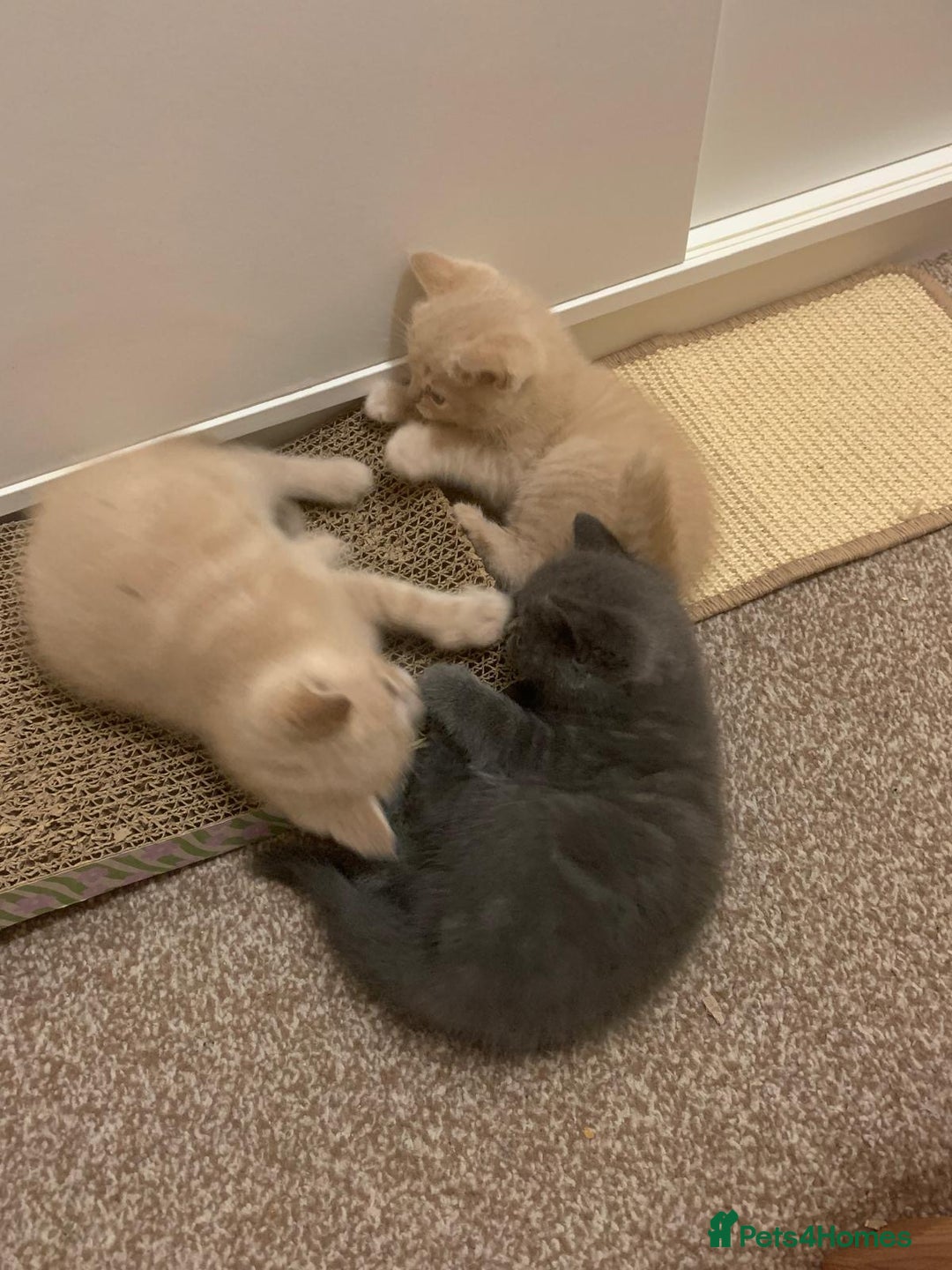 British Shorthair cats for sale: British Shorthair Kittens for Sale - Advert 6