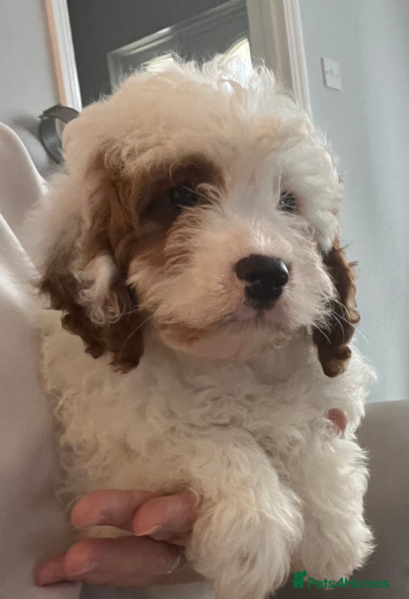 Cavapoo dogs Adorable F1 health clear cavapoo puppies - Advert 18