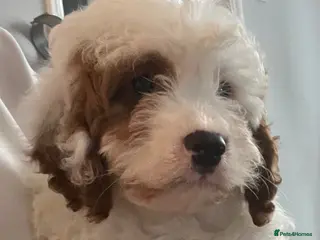Cavapoo dogs Adorable F1 health clear cavapoo puppies - Advert 18