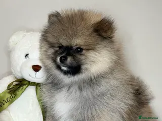 Pomeranian dogs 2BOYS LEFT🧸COLLECT TODAY💖Pomeranian pups - Advert 15