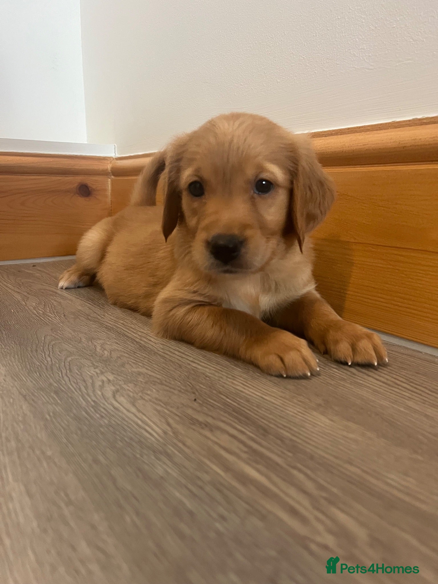Golden Retriever dogs KC Fox Red Golden Retriever Puppies  - Advert 2