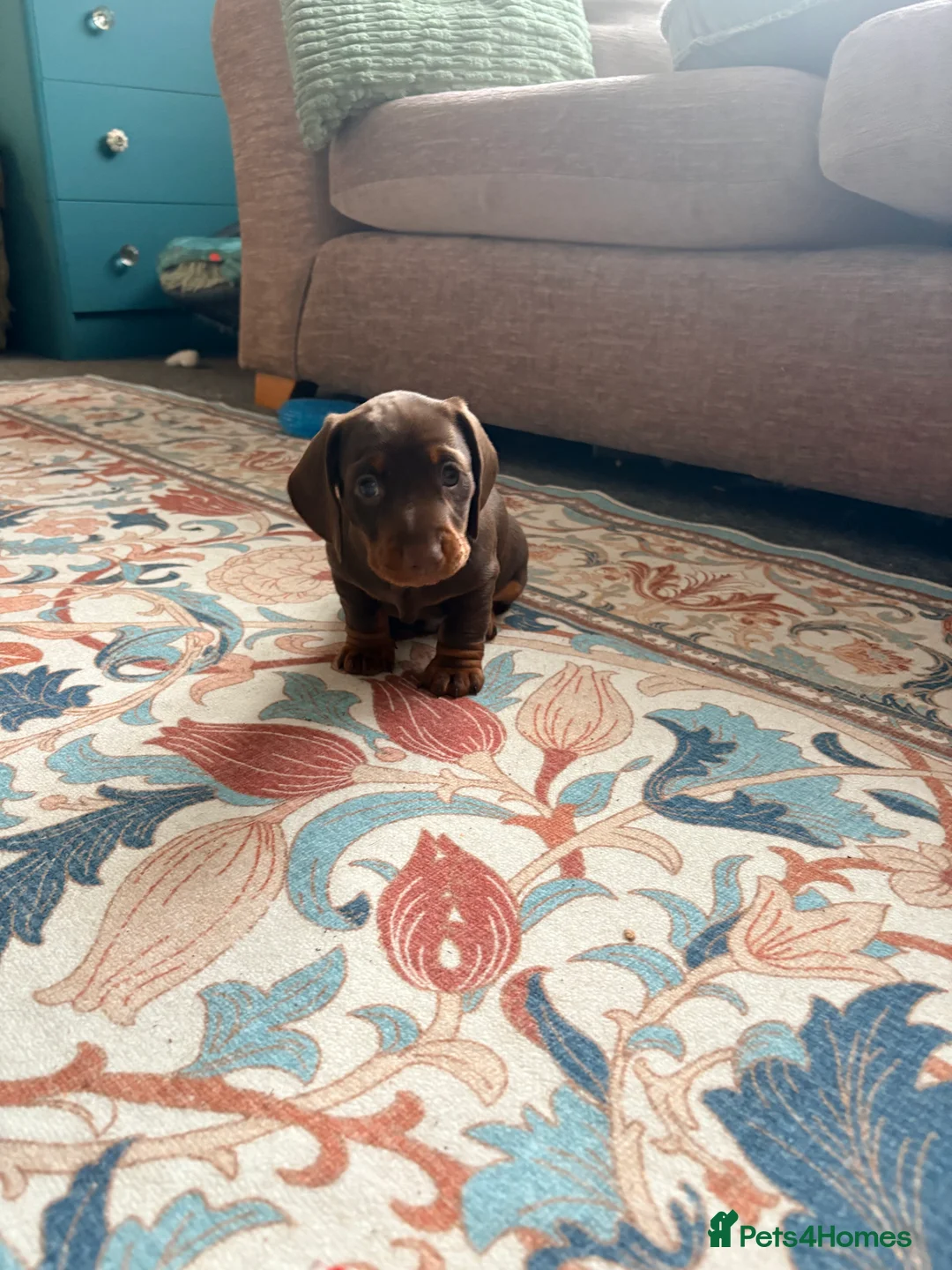 Dachshund dogs for sale: Dachshund adorable male Trio - Advert 10