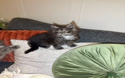 Maine Coon cats for sale: Gccf registered Adorable mainecoon kittens - Image 10