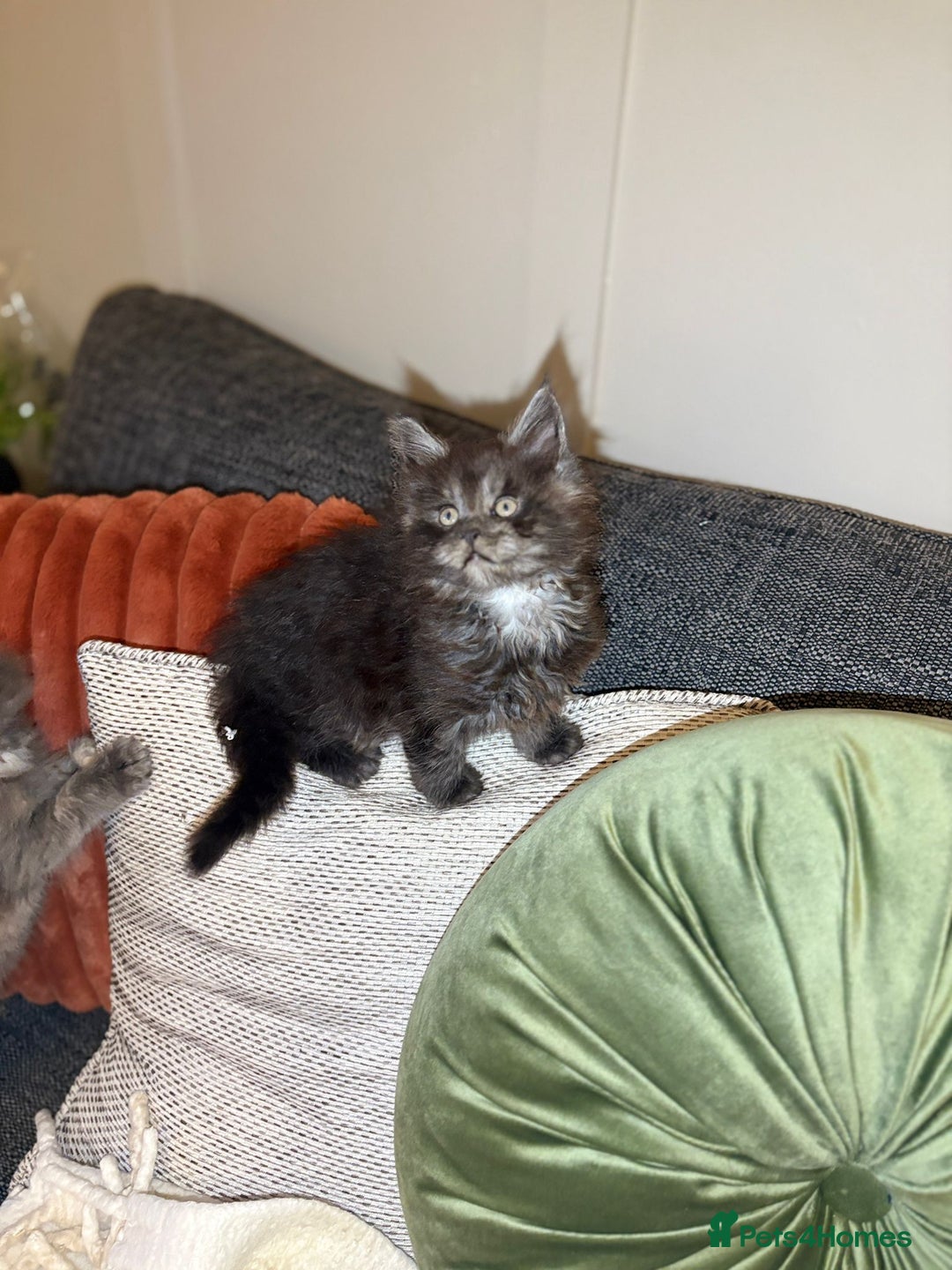 Maine Coon cats for sale: Gccf registered Adorable mainecoon kittens - Image 10