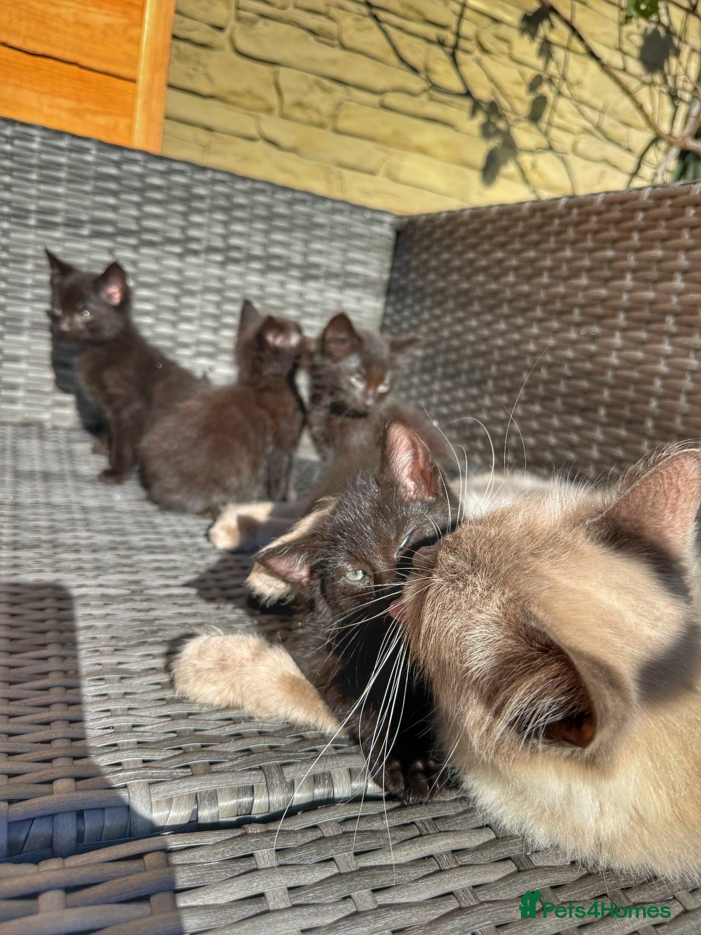 Mixed Breed cats ONLY 4 KITTENS LEFT. ADORABLE 6 KITTENS.READY NOW. - Advert 4
