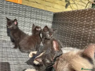 Mixed Breed cats ONLY 4 KITTENS LEFT. ADORABLE 6 KITTENS.READY NOW. - Advert 4