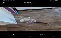 Mixed Breed cats for sale: Kitten for sale  - Image 1