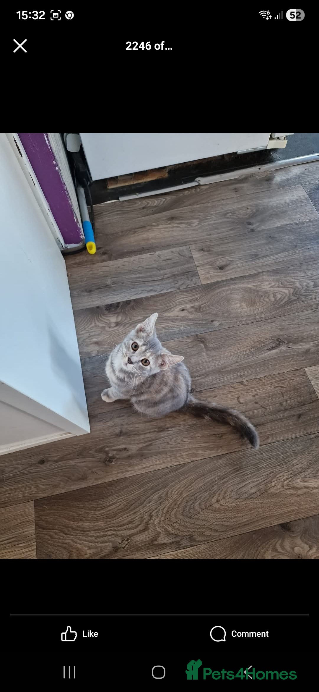 Mixed Breed cats for sale: Kitten for sale  - Image 1