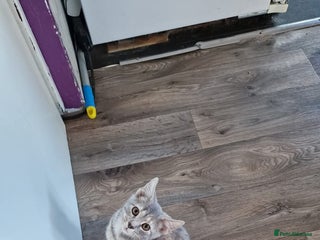 Mixed Breed cats for sale - Advert 1