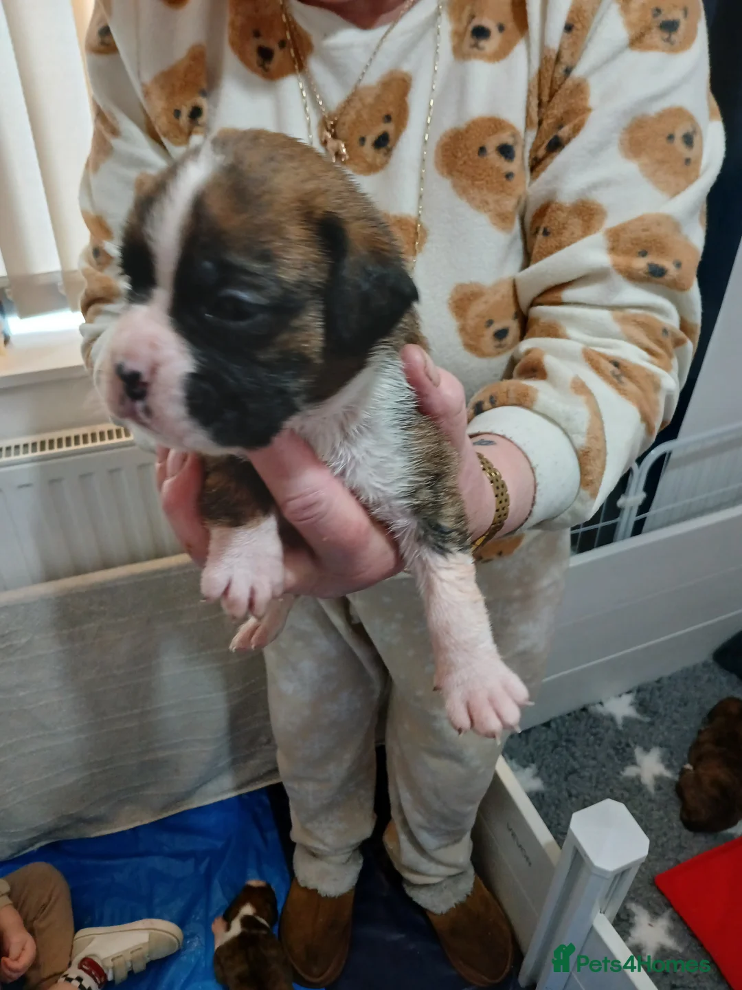 Boxer dogs for sale: champion sired boxer pups  - Advert 8