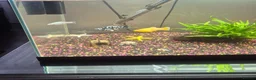 Other/Mixed Breed fish for sale: Tropical Fish, Tank, Heater & Filter set up - Advert 1