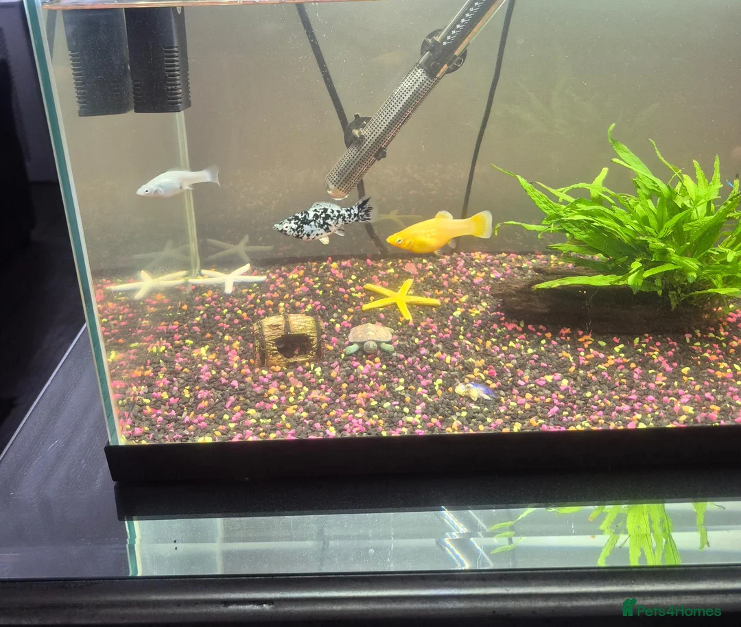 Other/Mixed Breed fish for sale: Tropical Fish, Tank, Heater & Filter set up - Advert 1