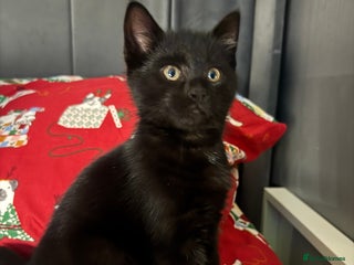 Mixed Breed cats 1 Beautiful Boy! - Ready Now! - Advert 4