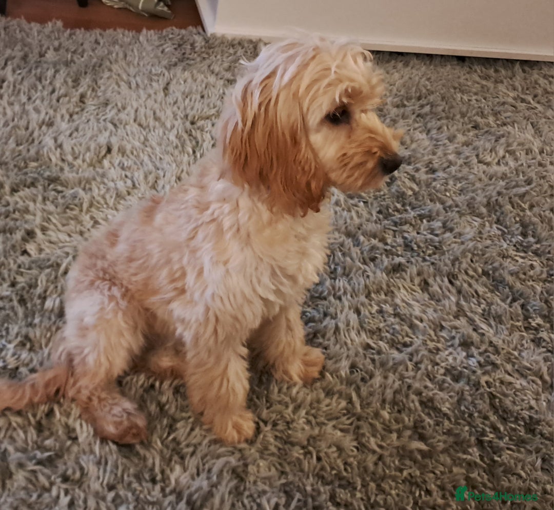 Cockapoo dogs for sale: cockerpoo - Advert 1