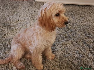 Cockapoo dogs cockerpoo - Advert 16