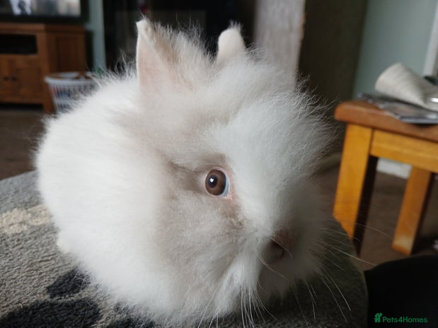 Lionhead rabbits - Advert 4