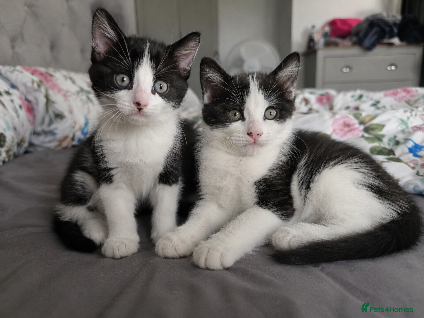 Mixed Breed cats 2 adorable black and white kittens - Advert 1