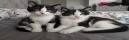 Mixed Breed cats for sale: 2 adorable black and white kittens - Advert 1