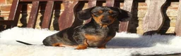 Miniature Dachshund dogs for sale: Beautiful IVDD Screened, silver dapple girl  - Advert 3