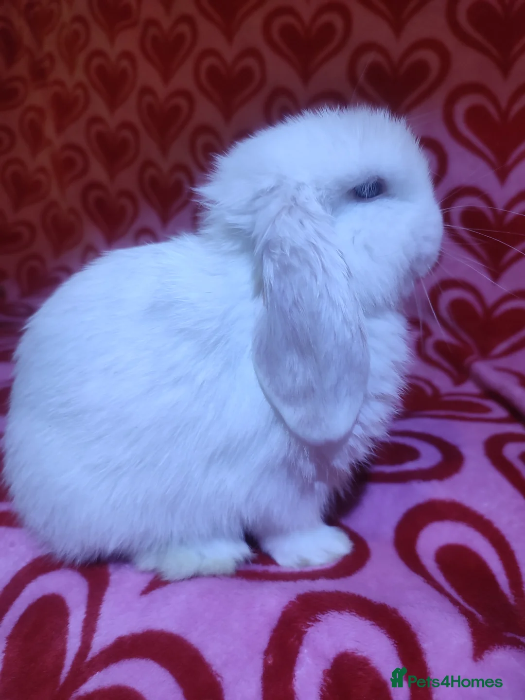 Mini Lop rabbits for sale: Gorgeous baby mini lops - Advert 3