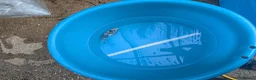 Koi Carp fish for sale: Koi and orfe for new homes  in Grimsby - Advert 3