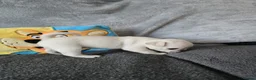 Pug dogs for sale: Kc registered Pug puppies  - Advert 9