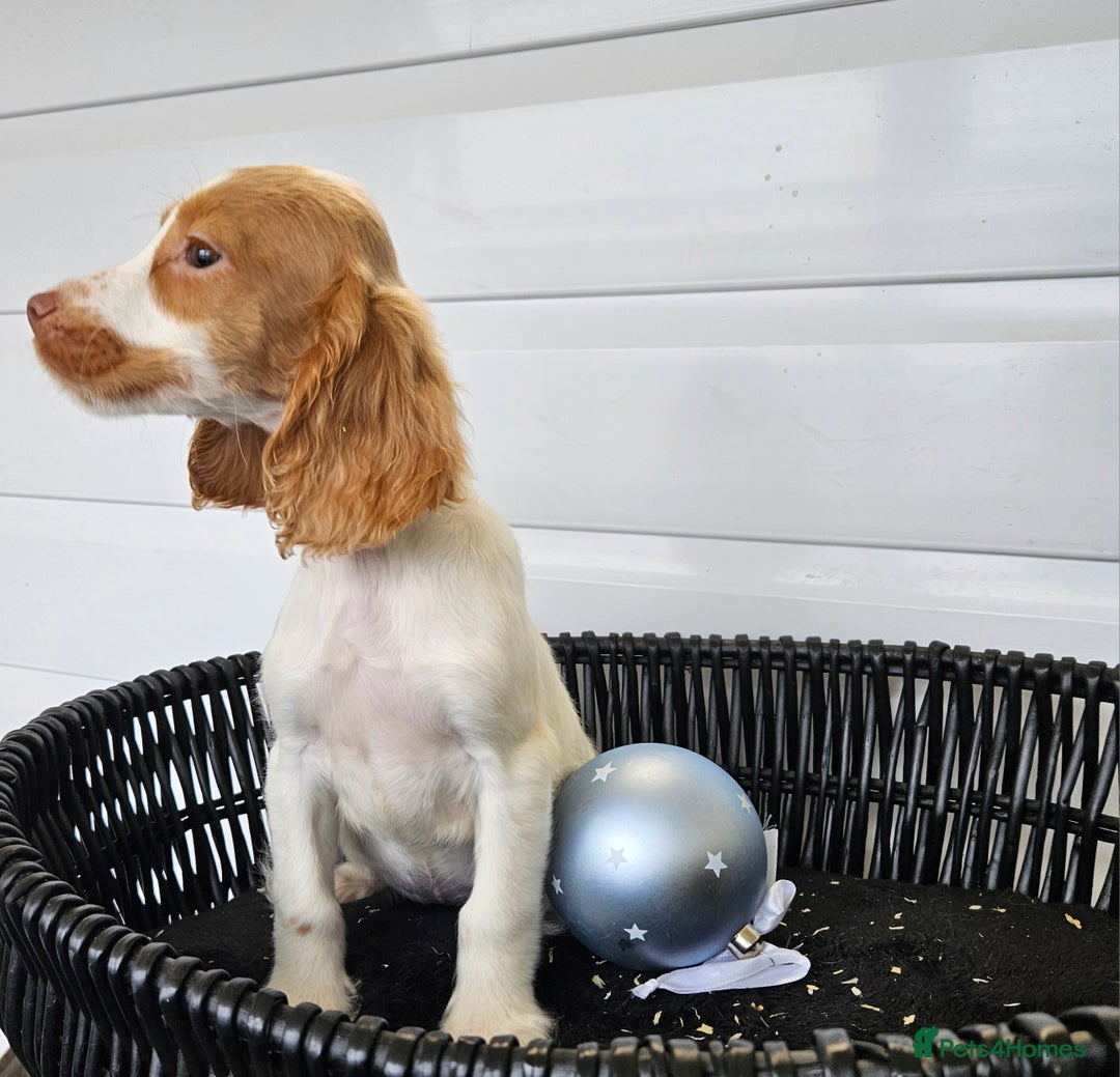 Cocker Spaniel dogs for sale: Working type rare marking cocker spaniels - Advert 23