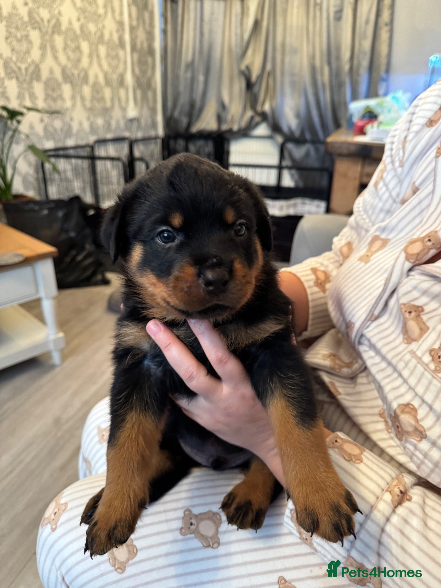 Rottweiler dogs KC Srb Rottweilers 19 champion winning bloodlines - Advert 2