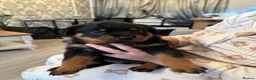Rottweiler dogs for sale: KC Srb Rottweilers 19 champion winning bloodlines - Advert 27
