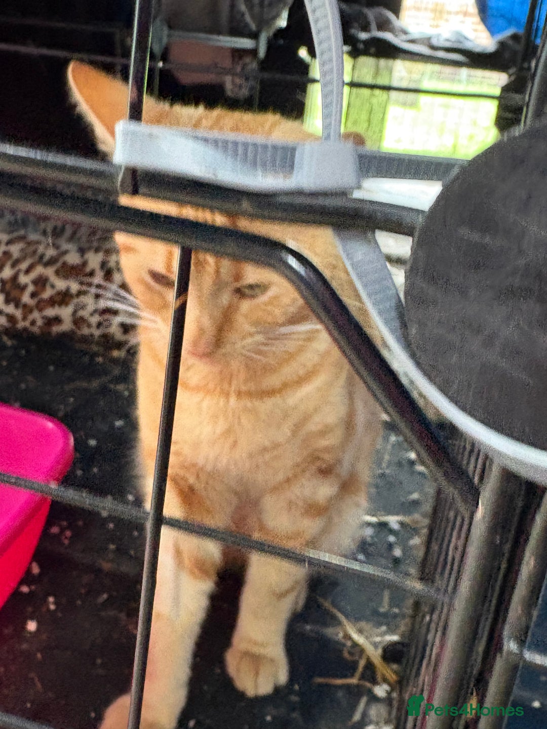 Domestic Shorthair cats for sale: Rimber and simba, our ginger rescues 🧡 - Image 5