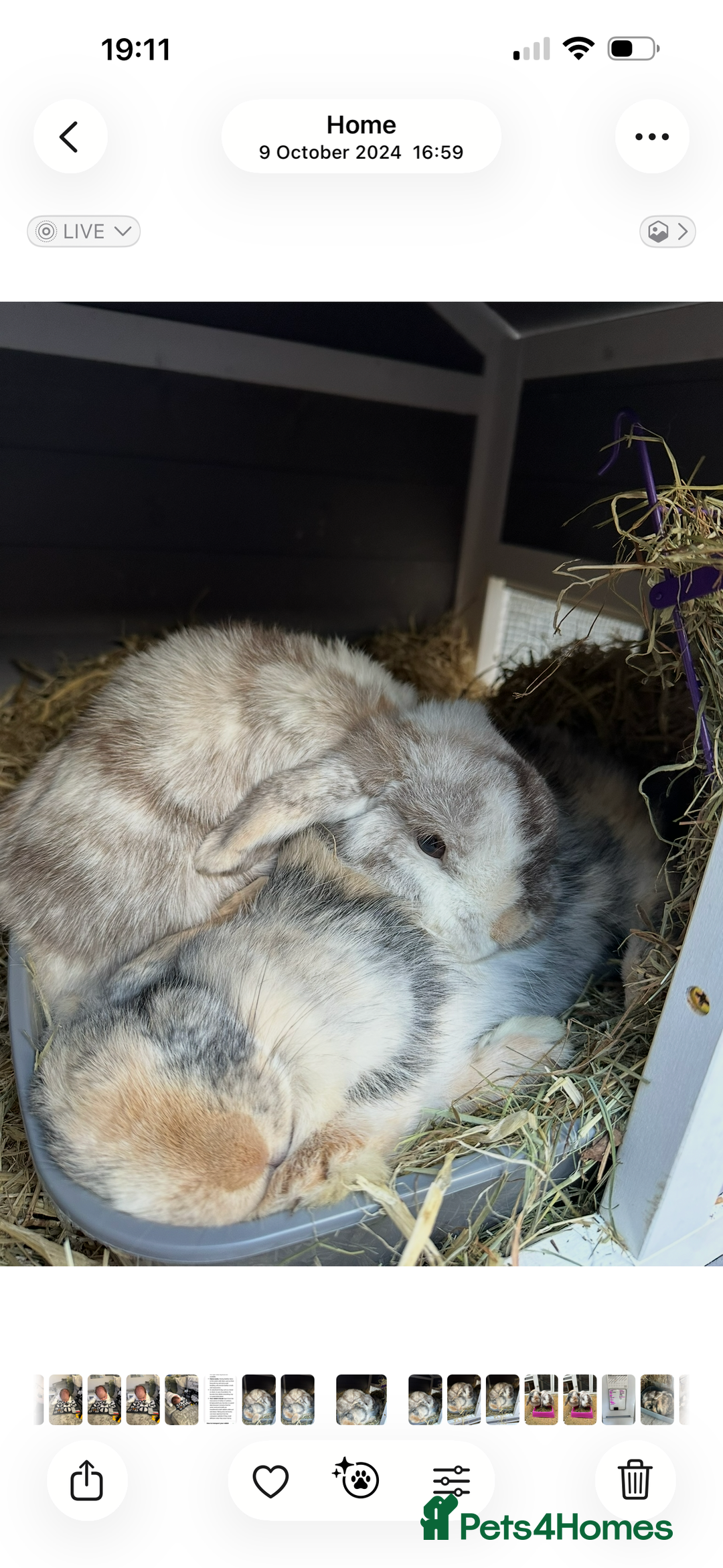 Mini Lop rabbits for sale: 2 year old Mini Lop Female  - Image 5