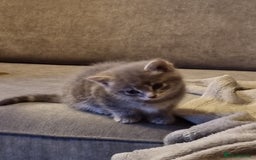 Mixed Breed cats for sale: Beautiful grey/tabby female kittens  - Advert 5