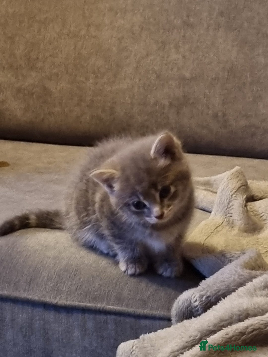 Mixed Breed cats for sale: Beautiful grey/tabby female kittens  - Advert 5