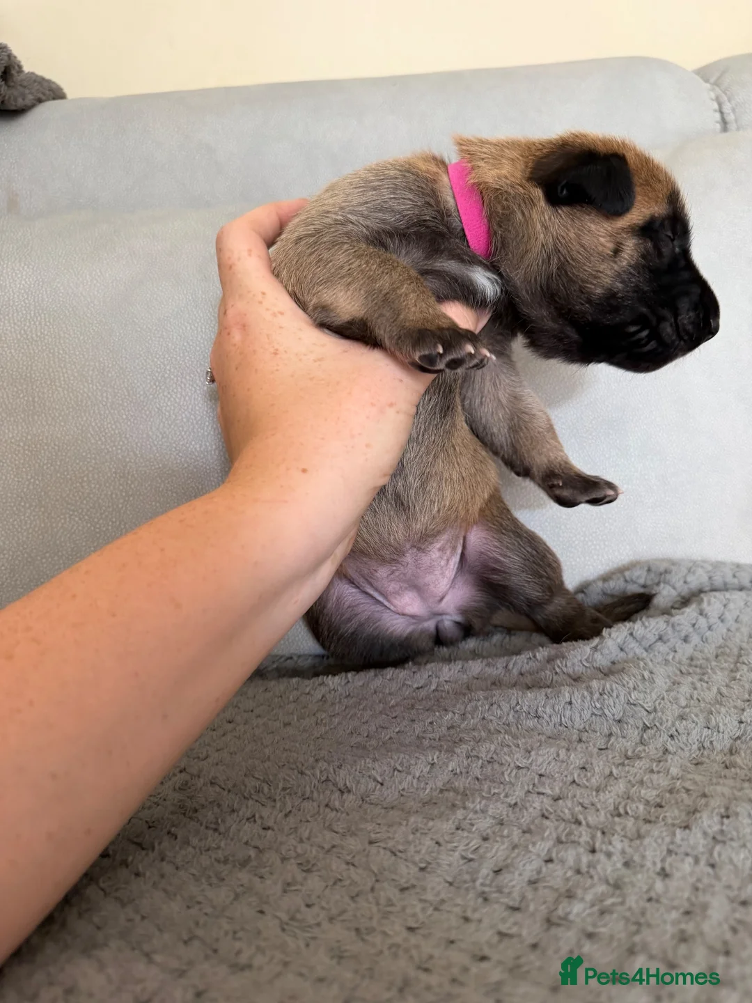 Belgian Shepherd Dog dogs for sale: Belgian Malinois Puppies  in Billingham - Advert 22