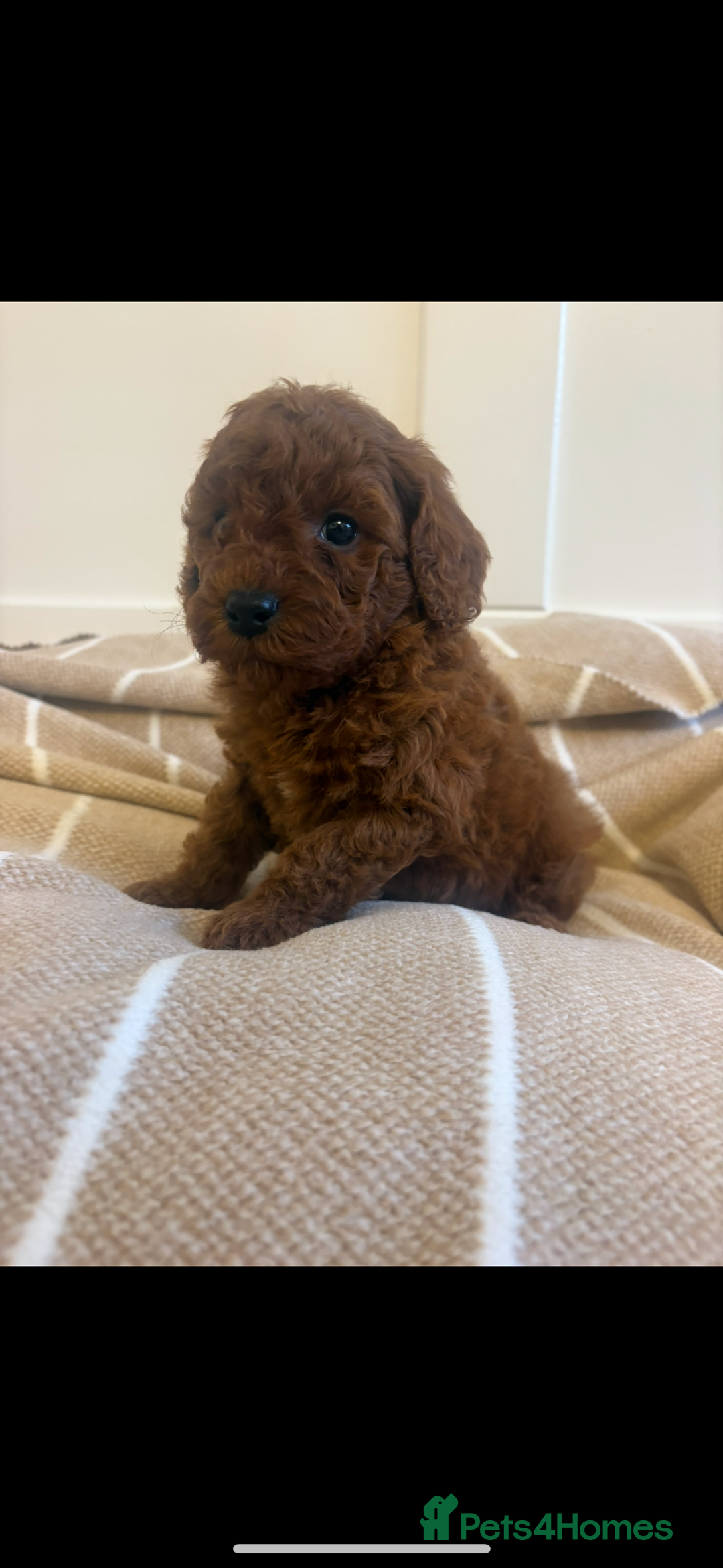 Cavapoo dogs for sale: LICENSED BREEDER QUALITY HEALTH TESTED CAVAPOOS - Advert 16