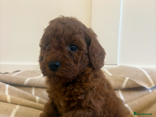 Cavapoo dogs LICENSED BREEDER QUALITY HEALTH TESTED CAVAPOOS - Advert 10