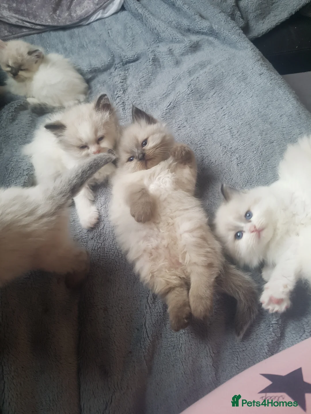 Ragdoll cats for stud: Ragdoll for stud in Peterlee - Advert 10