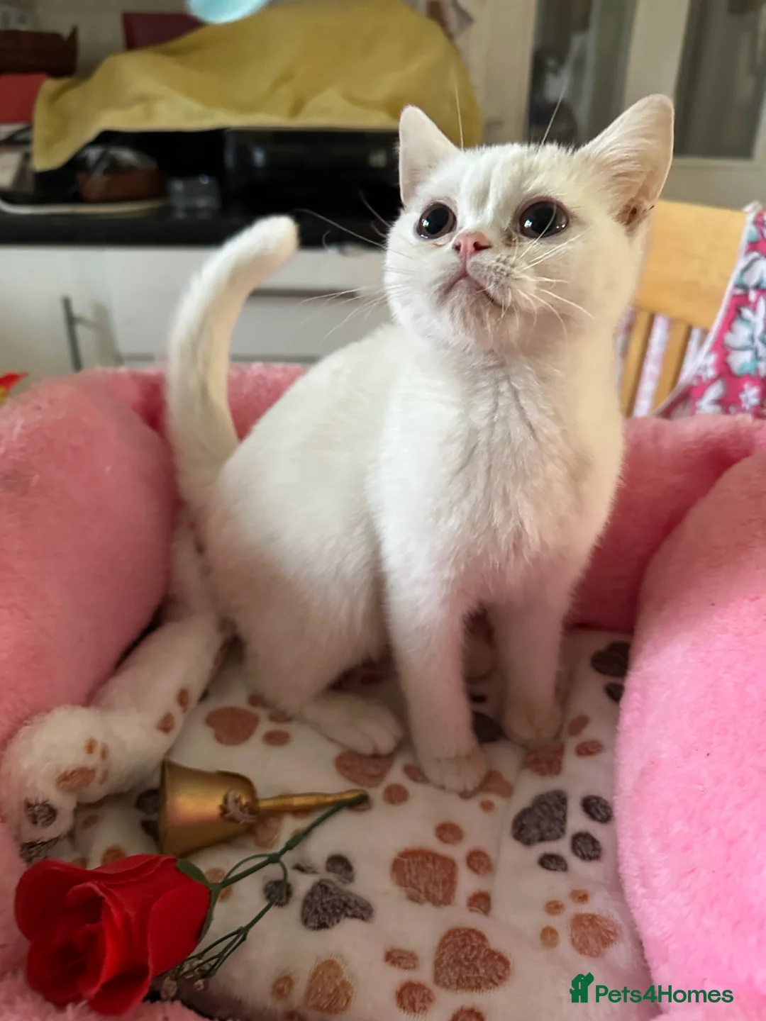 Brazilian Shorthair cats for sale: White British Shorthairs male and female - Advert 2