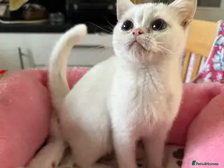 Brazilian Shorthair cats White British Shorthairs male and female - Advert 3