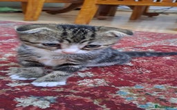 Scottish Fold cats for sale: Scottish fold/straight kittens and their mum - Image 17