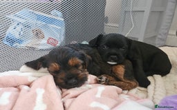 Mixed Breed dogs for sale: Last little girl of the litter left - Image 5